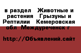  в раздел : Животные и растения » Грызуны и Рептилии . Кемеровская обл.,Междуреченск г.